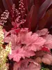 Heuchera Autumn Leaves