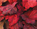 Heuchera Autumn Leaves