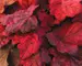 Heuchera Autumn Leaves