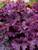 Heuchera Grande Amethyst