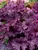 Heuchera Grande Amethyst
