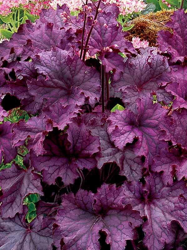 Heuchera Grande Amethyst
