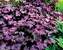 Heuchera Grande Amethyst