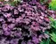 Heuchera Grande Amethyst
