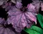 Heuchera Grande Amethyst