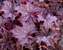 Heuchera Grande Amethyst