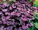 Heuchera Grande Amethyst