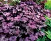 Heuchera Grande Amethyst