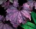 Heuchera Grande Amethyst