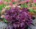 Heuchera Grande Amethyst