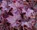 Heuchera Grande Amethyst