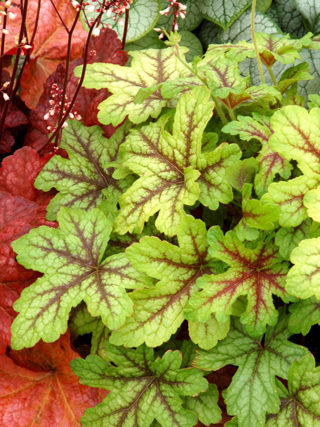 Heucherella Alabama Sunrise