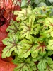Heucherella Alabama Sunrise