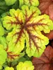 Heucherella Alabama Sunrise