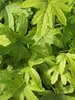 Heucherella Alabama Sunrise