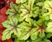 Heucherella Alabama Sunrise