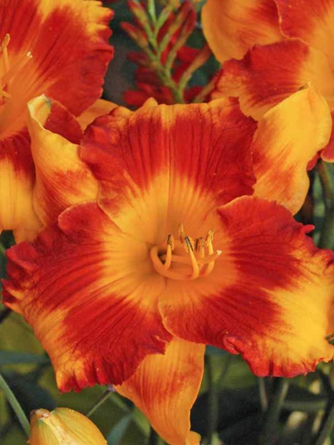 Hemerocallis Adorable Tiger