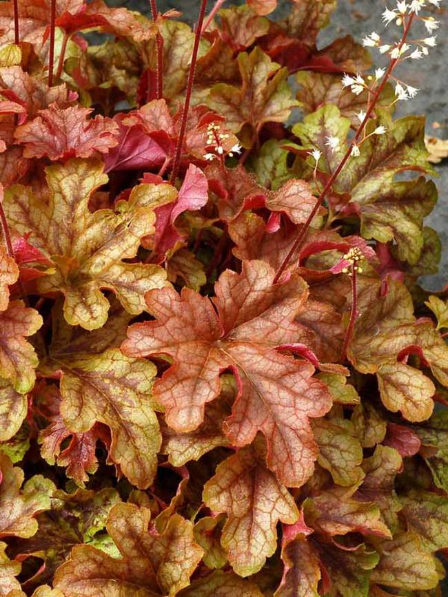 Heucherella Autumn Cascade