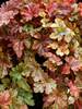 Heucherella Autumn Cascade