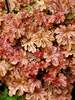 Heucherella Autumn Cascade