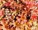 Heucherella Autumn Cascade