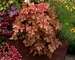 Heucherella Autumn Cascade