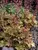 Heuchera Amber-Waves