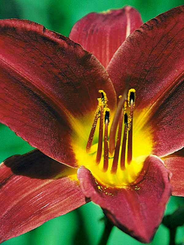 Hemerocallis Baja