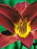 Hemerocallis Baja