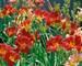 Hemerocallis Baja