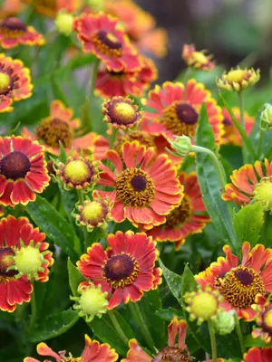 Link to Helenium Bandera