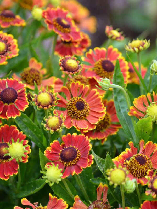 Helenium Bandera