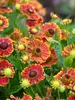 Helenium Bandera