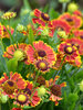 Helenium Bandera