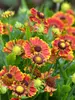 Helenium Bandera