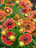 Helenium Bandera