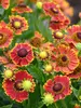 Helenium Bandera
