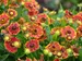 Helenium Bandera