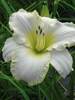 Hemerocallis Blizzard Bay