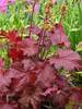 Heuchera Blondie