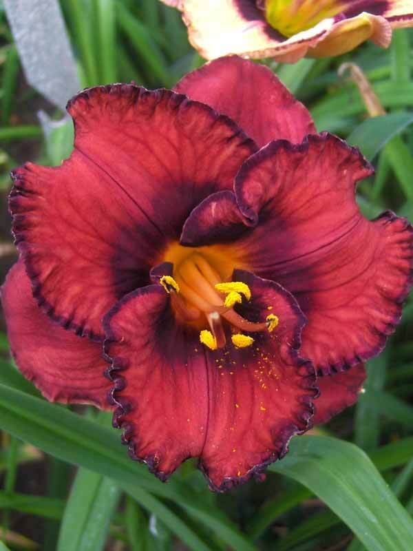 Hemerocallis Berrylicious
