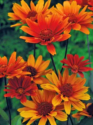 Link to Heliopsis Bleeding Hearts
