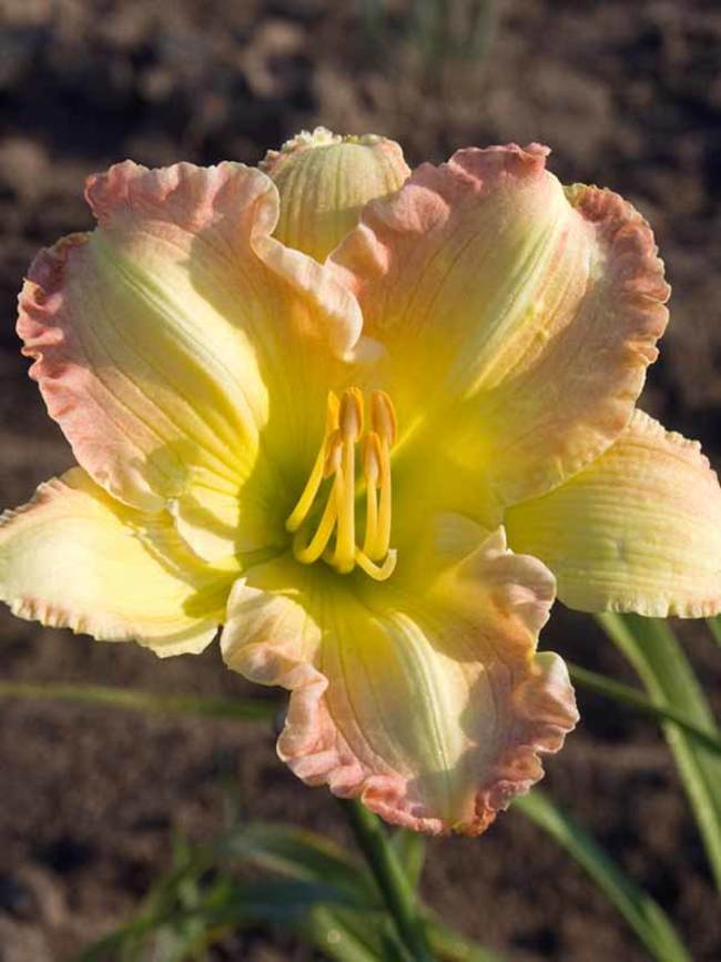 Hemerocallis Big Smile