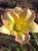 Hemerocallis Big Smile