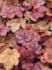 Heuchera Beaujolais