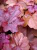 Heuchera Beaujolais