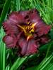 Hemerocallis Black Stockings