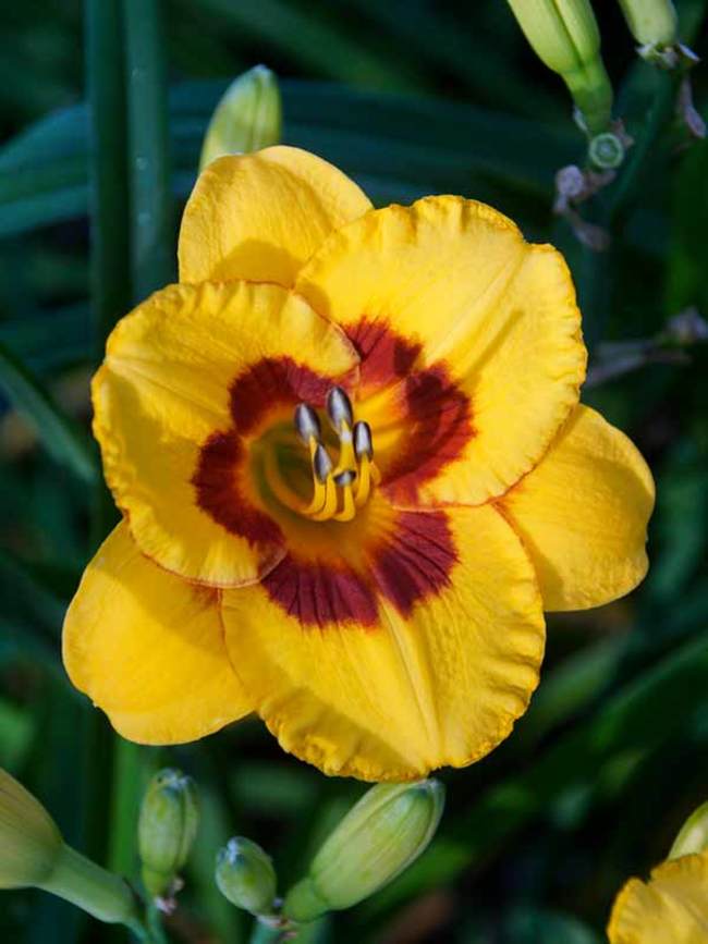 Hemerocallis Black Eyed Susan | Bluestone Perennials