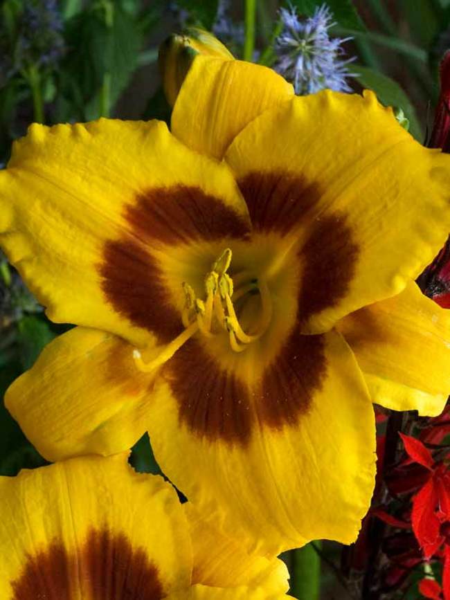 Hemerocallis Black Eyed Susan | Bluestone Perennials