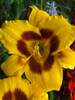 Hemerocallis Black Eyed Susan